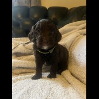 Cockapoo - Both