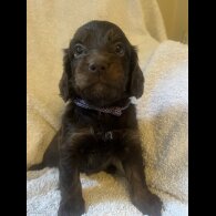 Cockapoo - Both