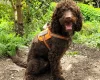 Cockapoo