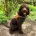 Cockapoo