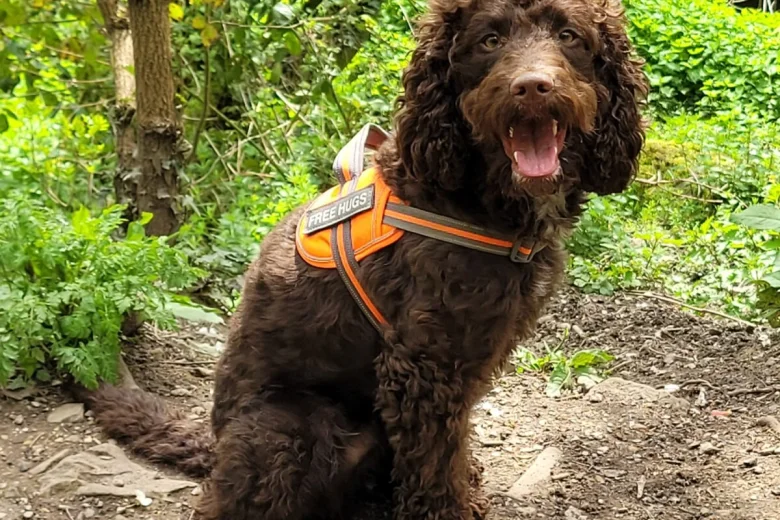 Cockapoo
