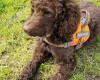 Cockapoo