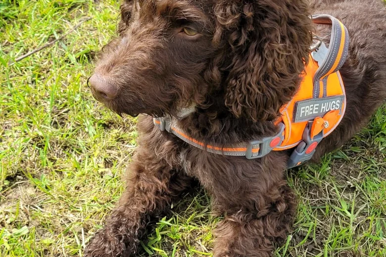 Cockapoo