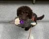 Cockapoo