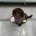Cockapoo