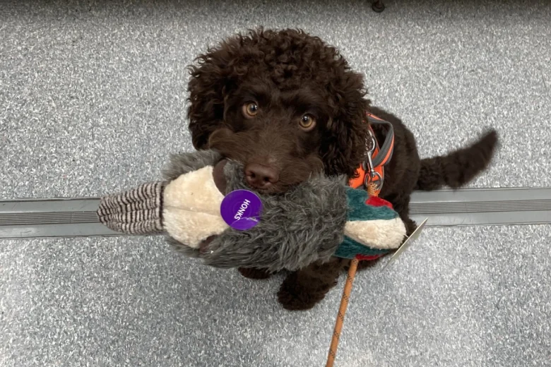 Cockapoo