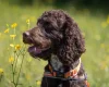 Cockapoo