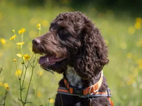 Cockapoo