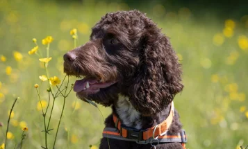 Cockapoo