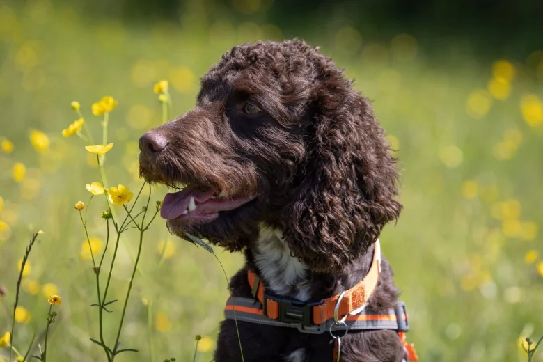 Cockapoo