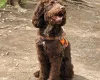 Cockapoo