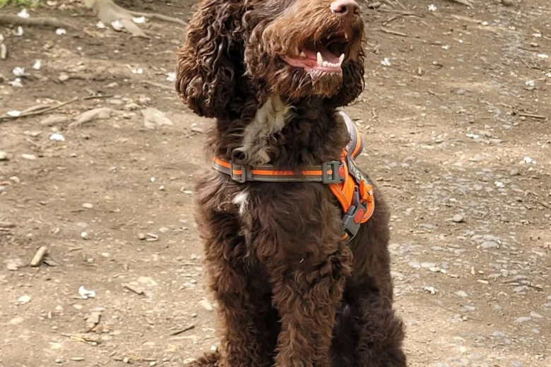 Cockapoo