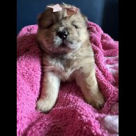 Chow Chow - Both