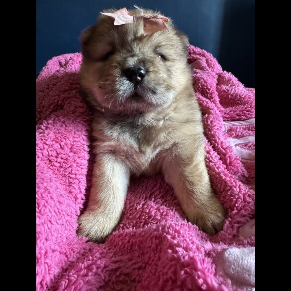 Chow Chow - Both