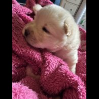 Chow Chow - Both