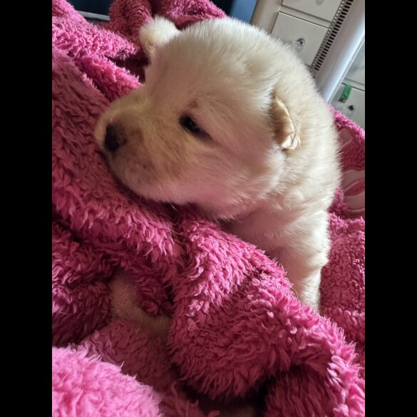 Chow Chow - Both