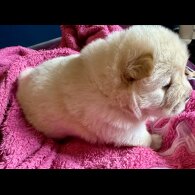 Chow Chow - Both