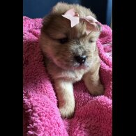 Chow Chow - Both