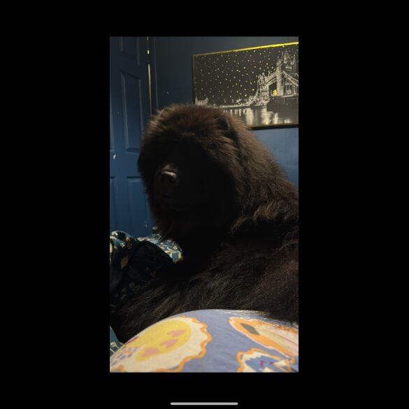 Chow Chow - Both