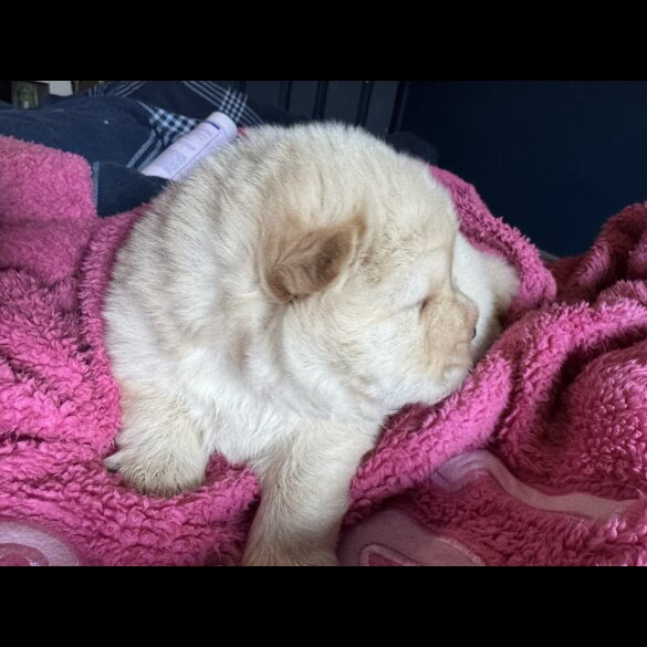 Chow Chow - Both