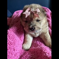 Chow Chow - Both