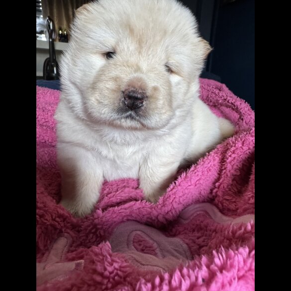 Chow Chow - Both