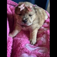 Chow Chow - Both