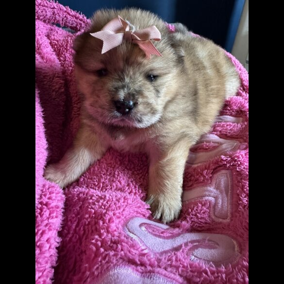 Chow Chow - Both