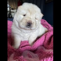 Chow Chow - Both