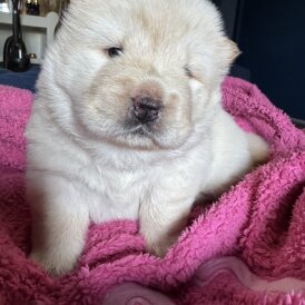 Chow Chow - Both
