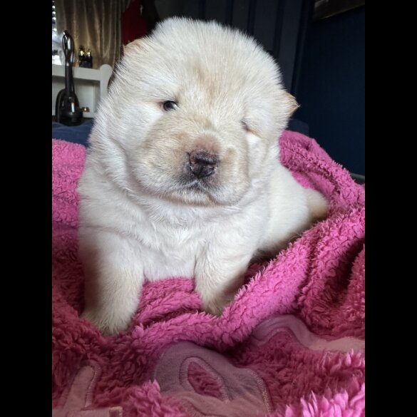 Chow Chow - Both