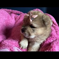 Chow Chow - Both