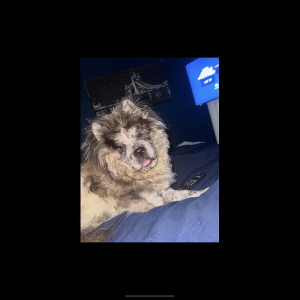 Chow Chow - Both