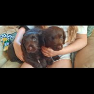 Labrador Retriever - Dogs