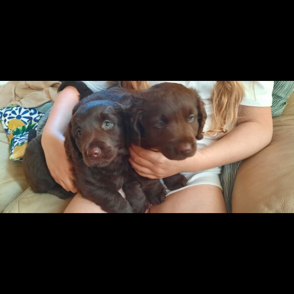 Labrador Retriever - Dogs