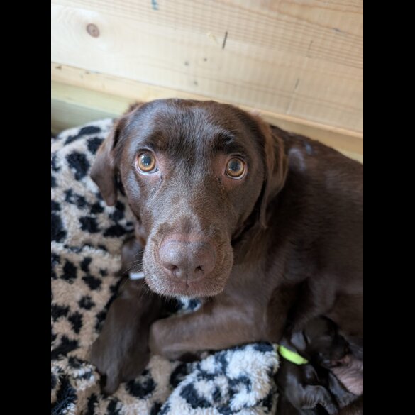 Labrador Retriever - Dogs