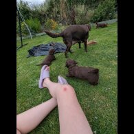 Labrador Retriever - Dogs
