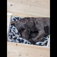 Labrador Retriever - Dogs