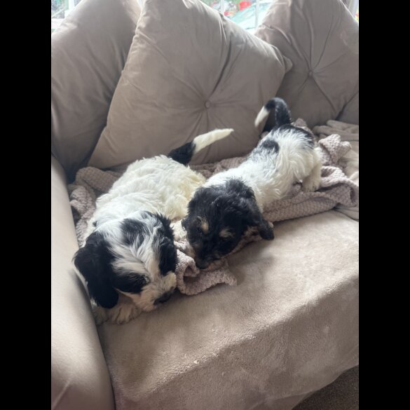 Cockapoo - Both