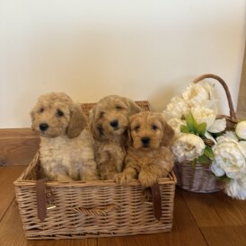 Cockapoo - Bitches