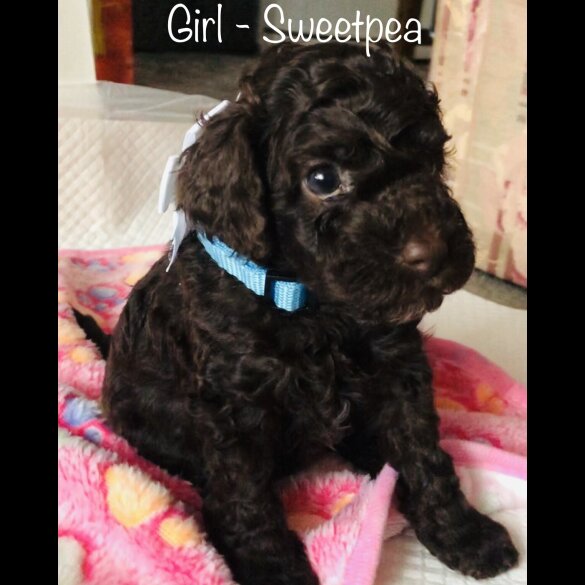 Cockapoo - Both