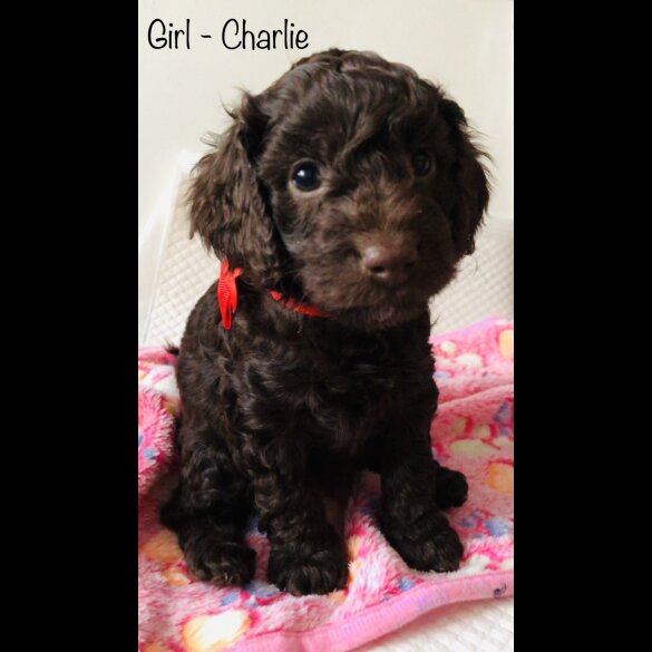 Cockapoo - Both