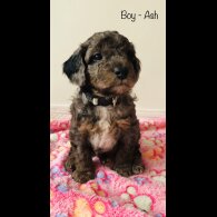 Cockapoo - Both