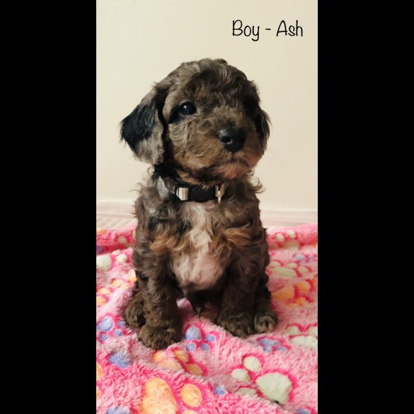 Cockapoo - Both