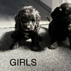 Cockapoo - Both