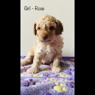 Cockapoo - Both