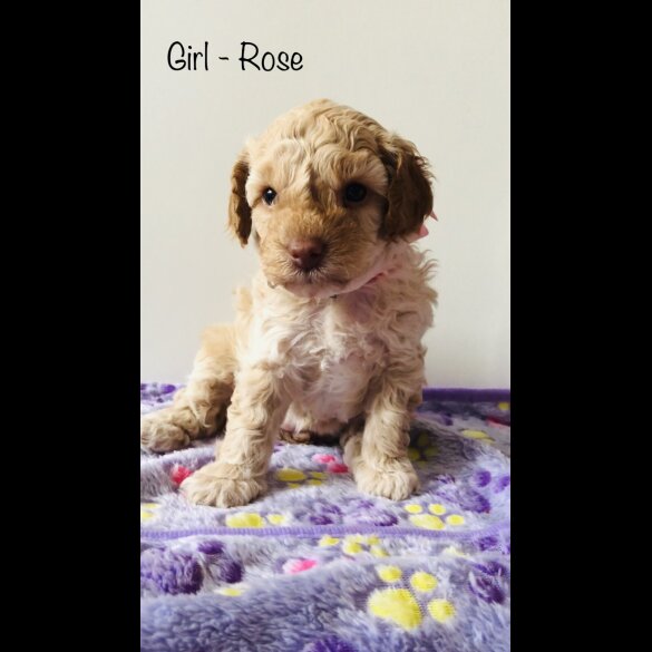 Cockapoo - Both