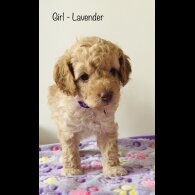 Cockapoo - Both