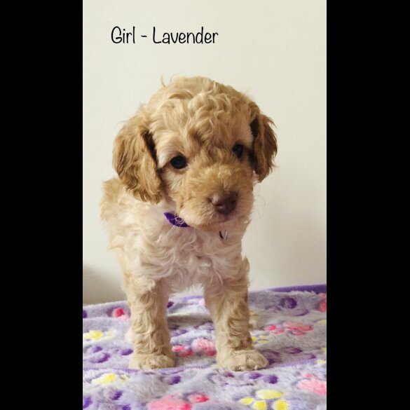 Cockapoo - Both