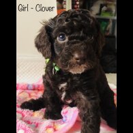 Cockapoo - Both